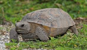 Florida's Endangered Gopher Tortoise